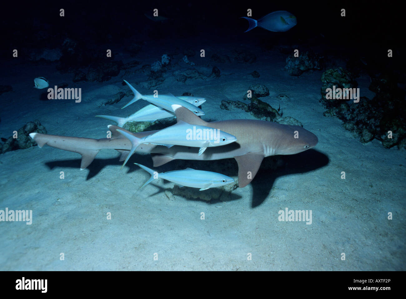 Whitetip reef shark Triaenodon obesus Foto Stock