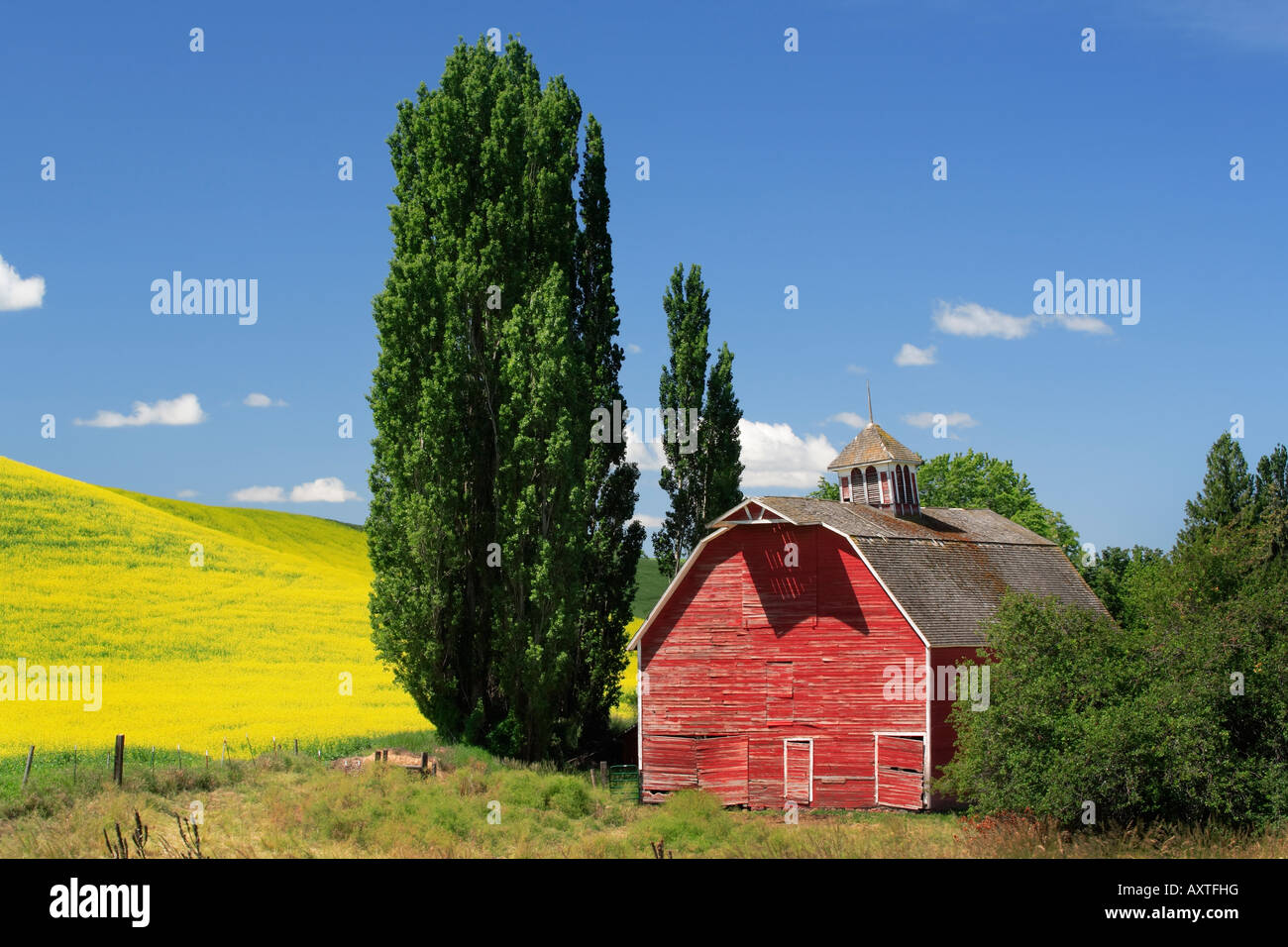 Weathered vecchio fienile nel Palouse area di Washington orientale Foto Stock