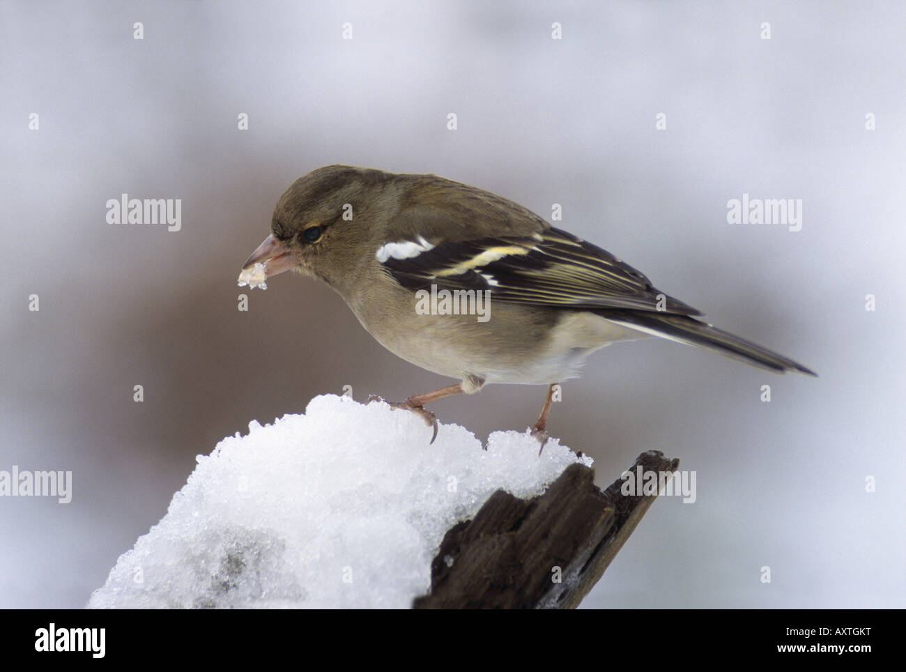 Fringuello Fringilla coelebs femmina neve in Cornovaglia Foto Stock