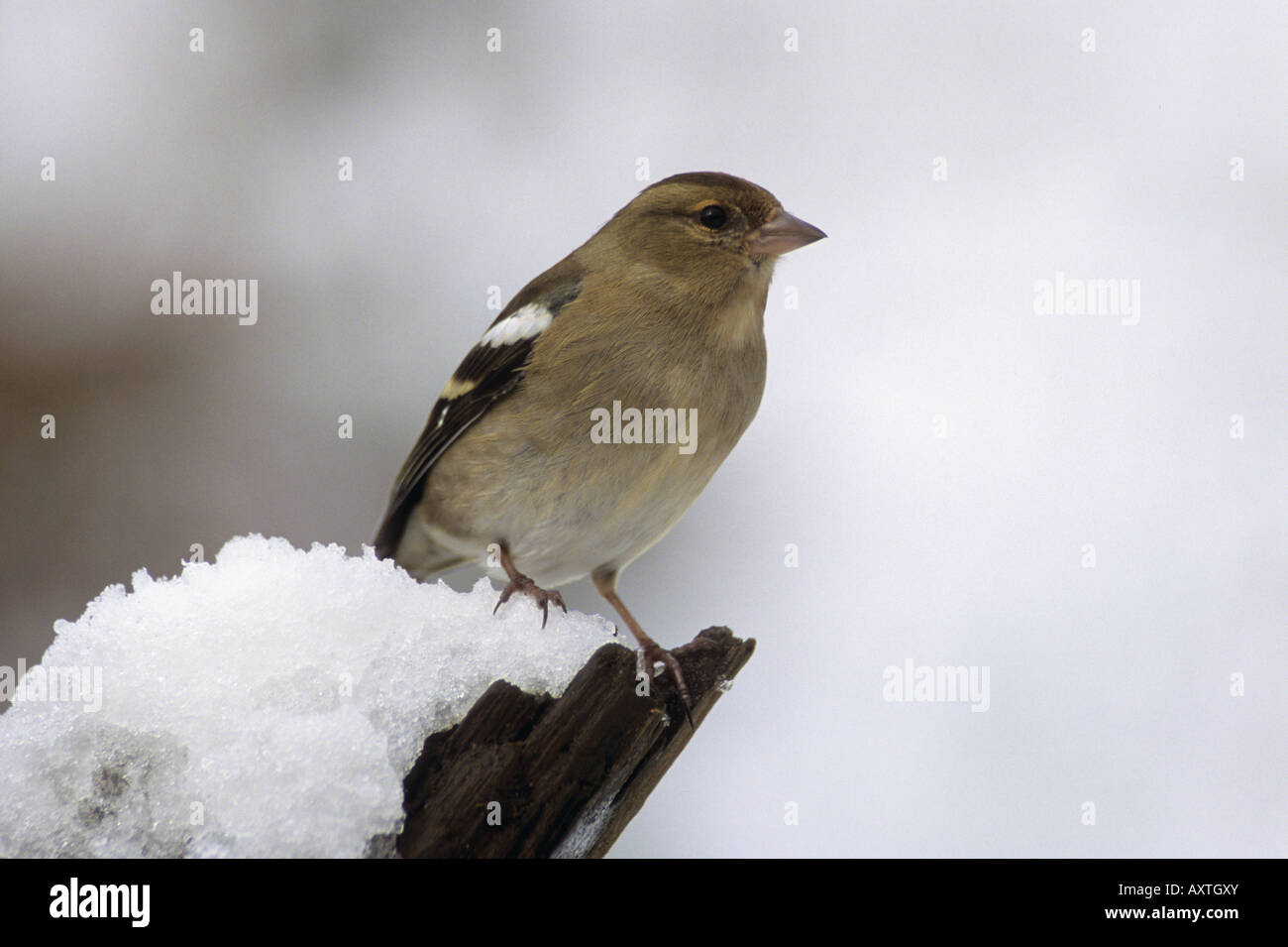 Fringuello Fringilla coelebs femmina neve in Cornovaglia Foto Stock