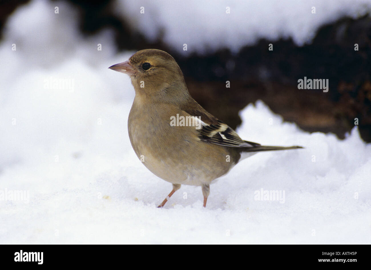Fringuello Fringilla coelebs femmina neve in Cornovaglia Foto Stock