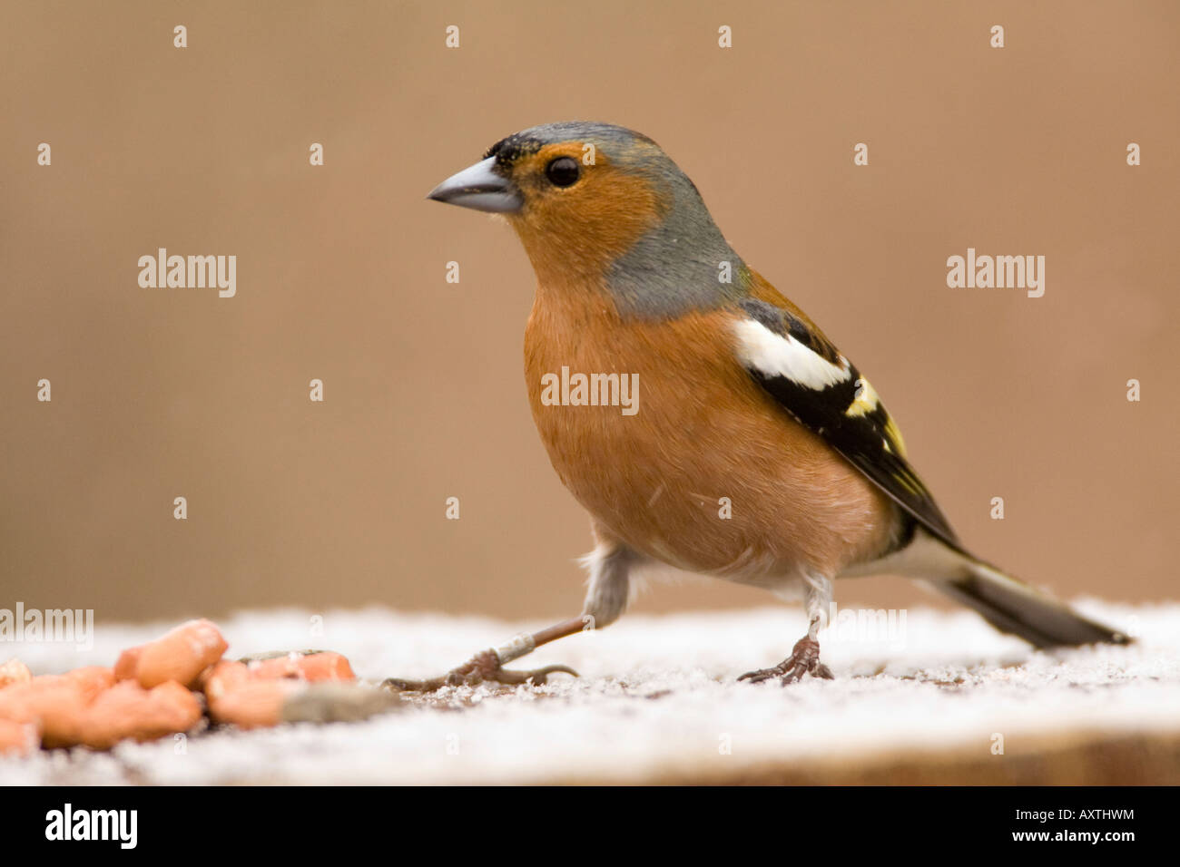 Maschio di fringuello Fringilla coelebs sulla tabella di uccelli con arachidi e neve Surrey UK Winter Foto Stock