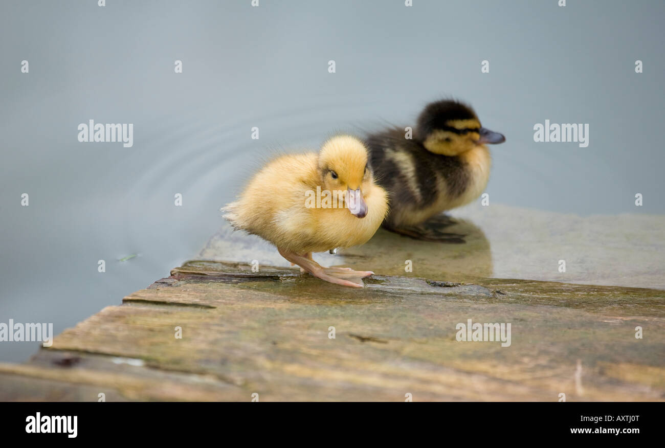 Un paio di piccoli anatroccoli Mallard bambino (Anas platyrhynchos) al bordo dell'acqua in primavera Foto Stock