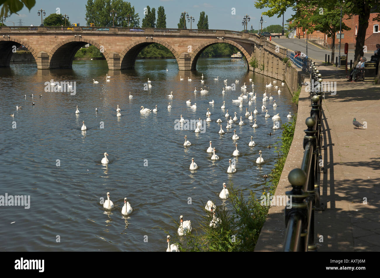 Cigni sul fiume Severn a South Parade di Worcester Inghilterra Foto Stock