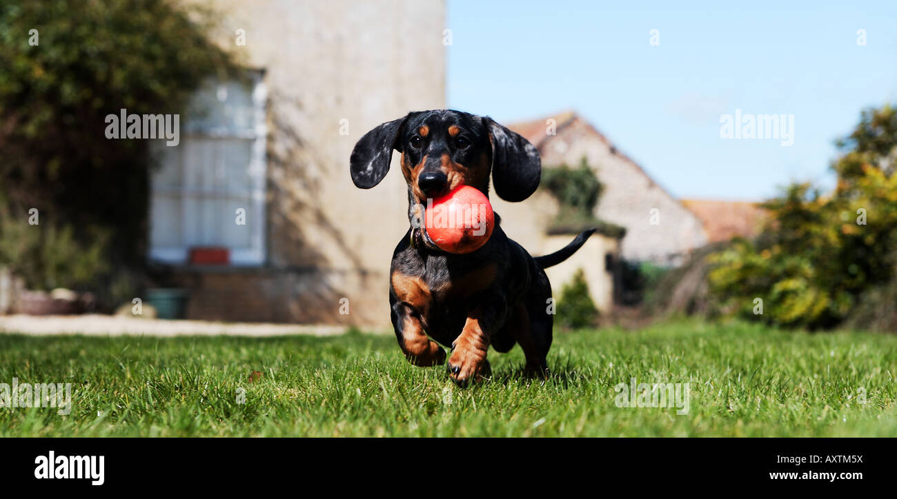 Bassotto (o salsiccia) cane cucciolo con sfera Foto Stock