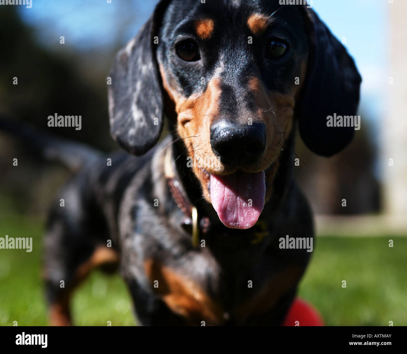 Bassotto (o salsiccia) cane cucciolo con sfera rossa Foto Stock