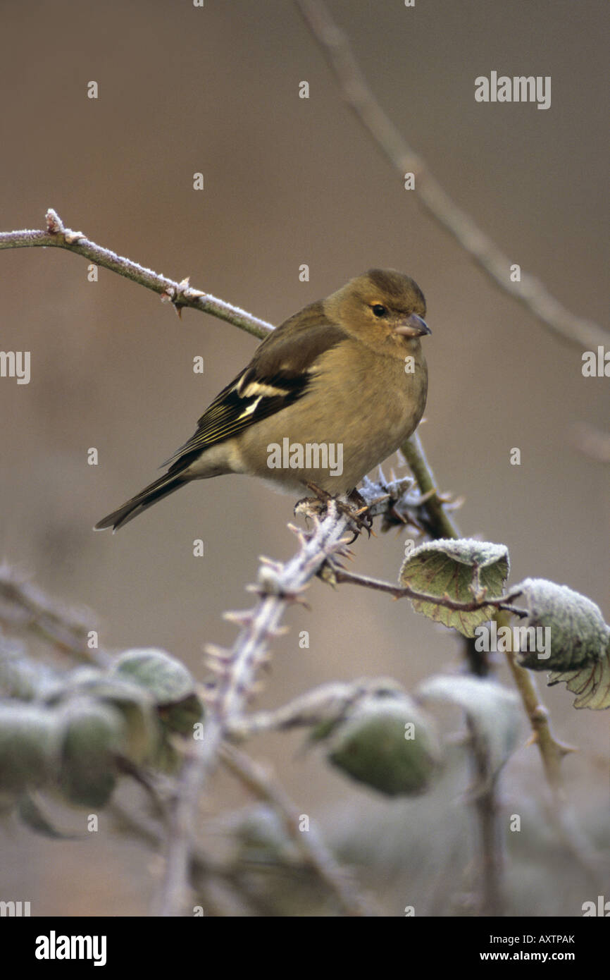 Fringuello Fringilla coelebs frost femmina Cornovaglia Foto Stock