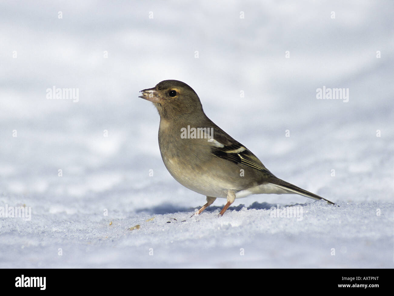 Fringuello Fringilla coelebs femmina neve in Cornovaglia Foto Stock