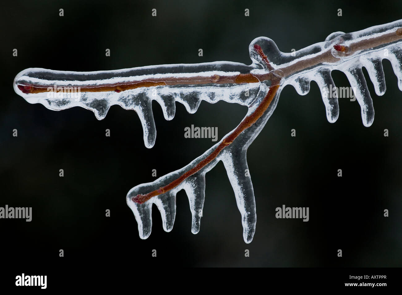 Ghiaccioli su acero ramo dopo congelamento tempesta di pioggia Foto Stock