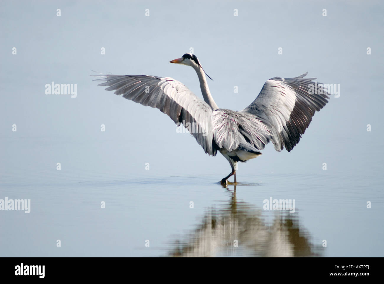 Airone cenerino wading Foto Stock