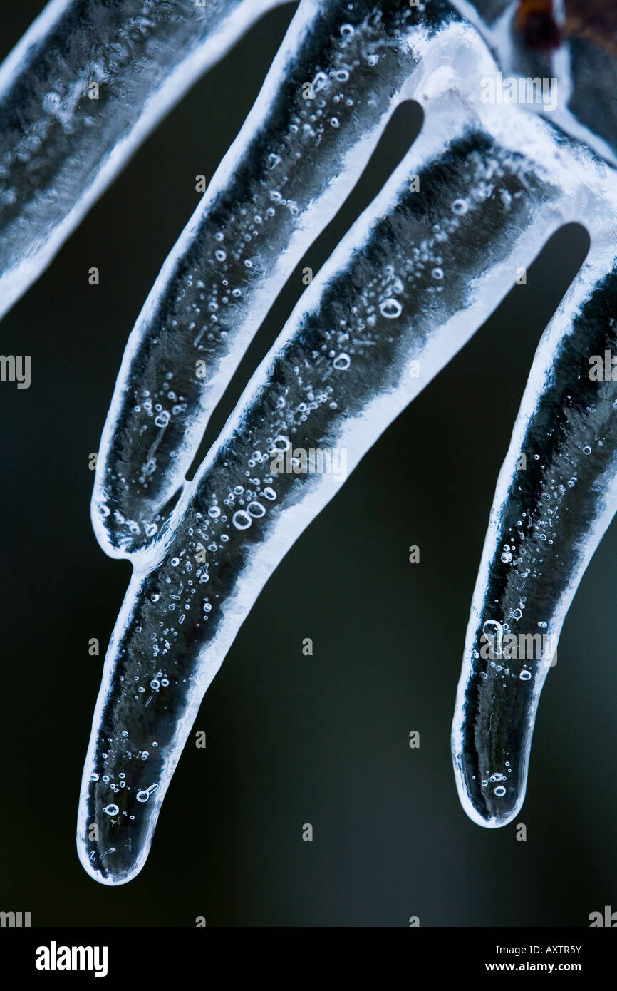 Ghiaccioli su acero ramo dopo congelamento tempesta di pioggia Foto Stock