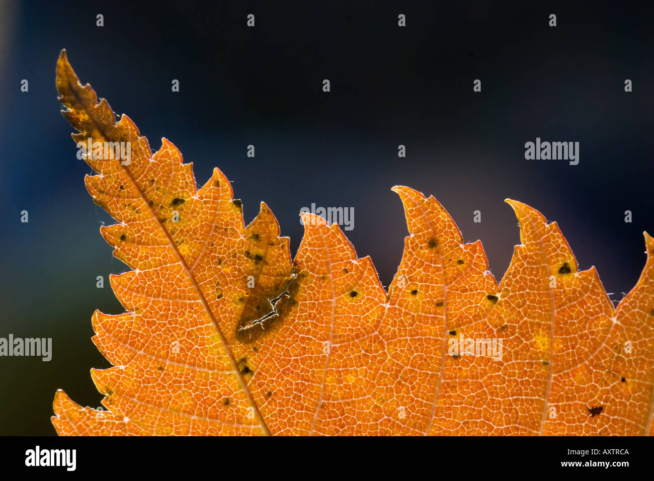 Foglia di Olmo Foto Stock
