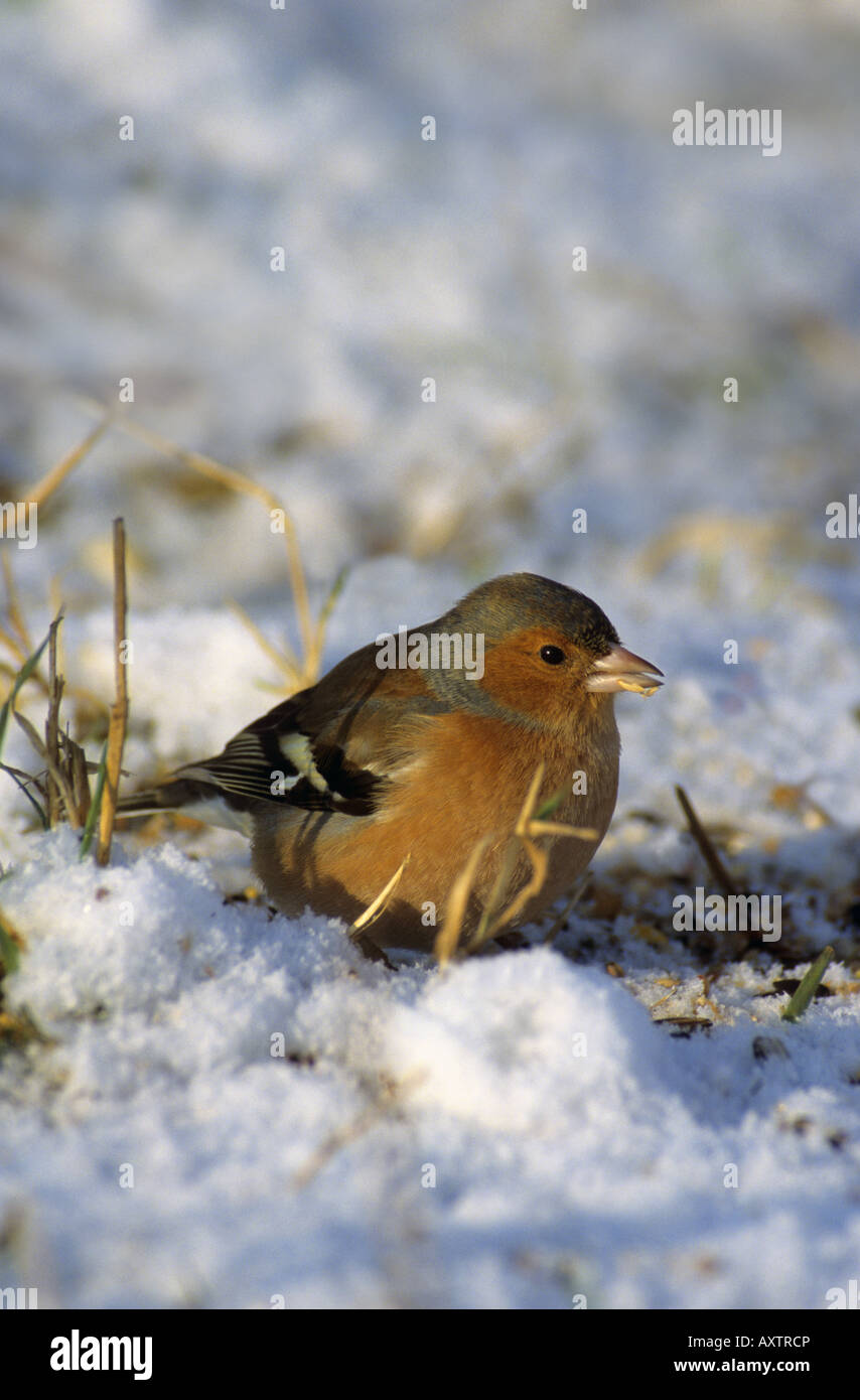 Fringuello Fringilla coelebs maschio nella neve Cornovaglia Foto Stock