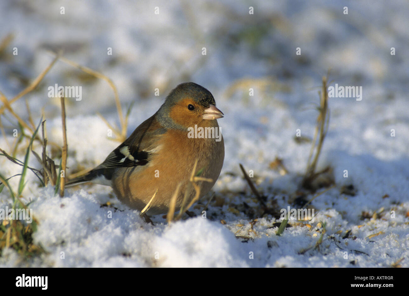 Fringuello Fringilla coelebs maschio nella neve Cornovaglia Foto Stock