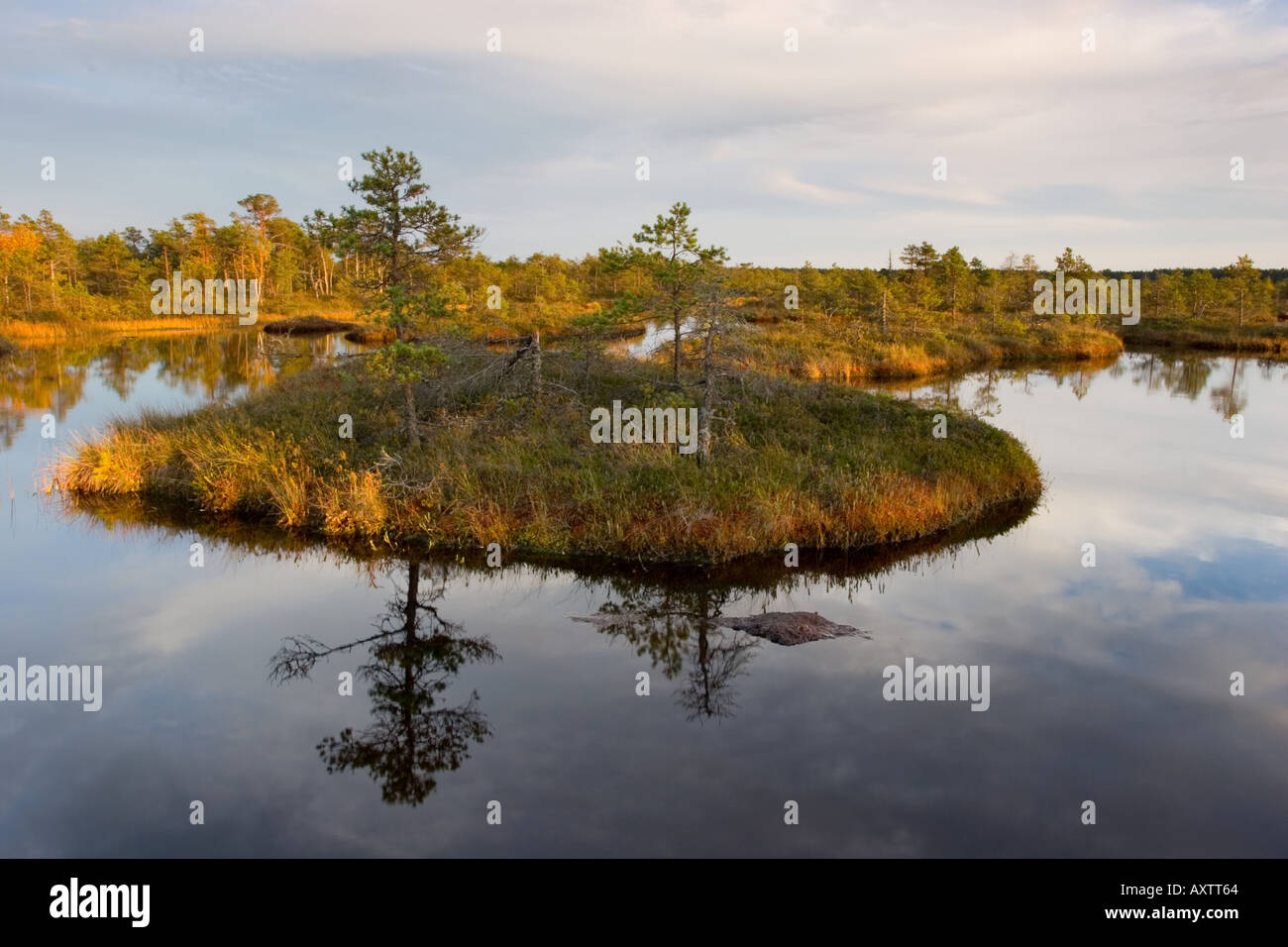 Männikjärve bog Foto Stock