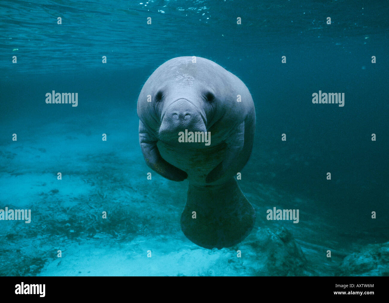 West Indian lamantino (Trichechus manatus) subacquea, Crystal River, Florida Foto Stock