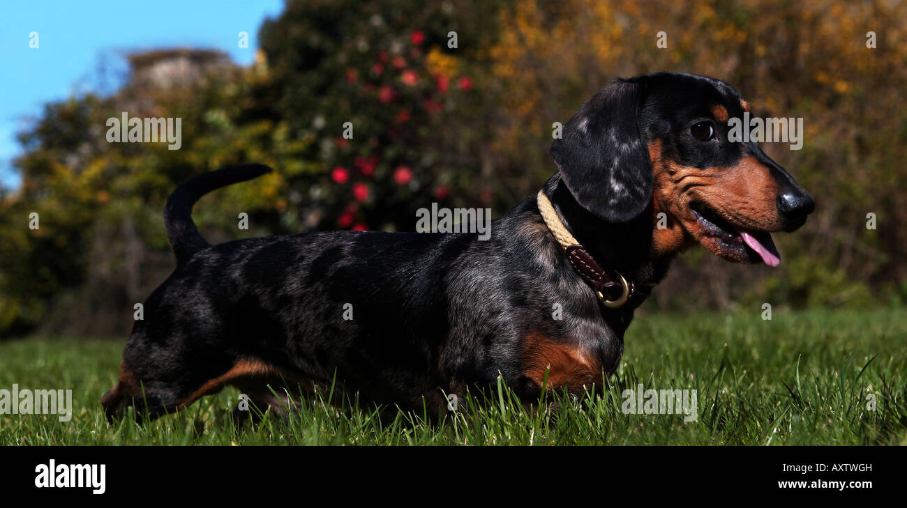 Bassotto (o salsiccia dog) pone in giardino. Posa del calendario Foto Stock