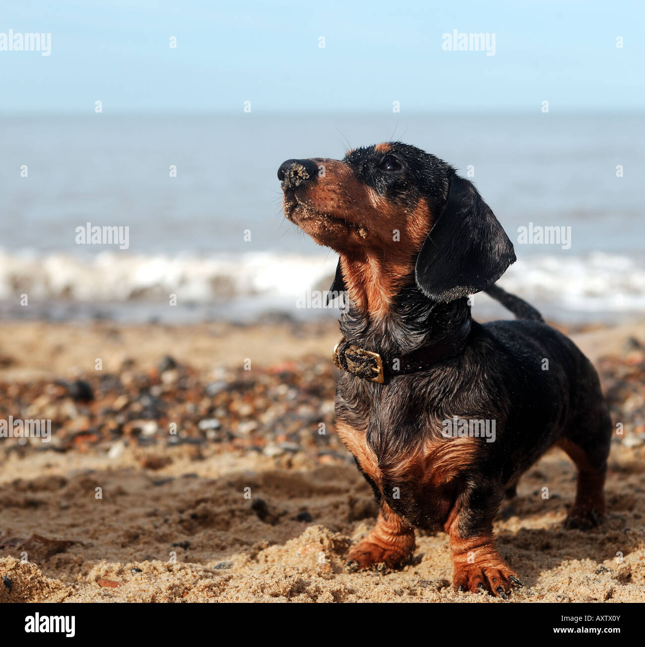 Bassotto (o salsiccia di cane cucciolo) coperto di sabbia dopo la pala in mare Foto Stock
