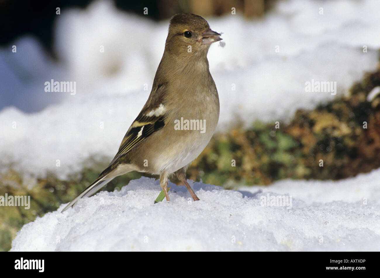 Fringuello Fringilla coelebs femmina neve in Cornovaglia Foto Stock