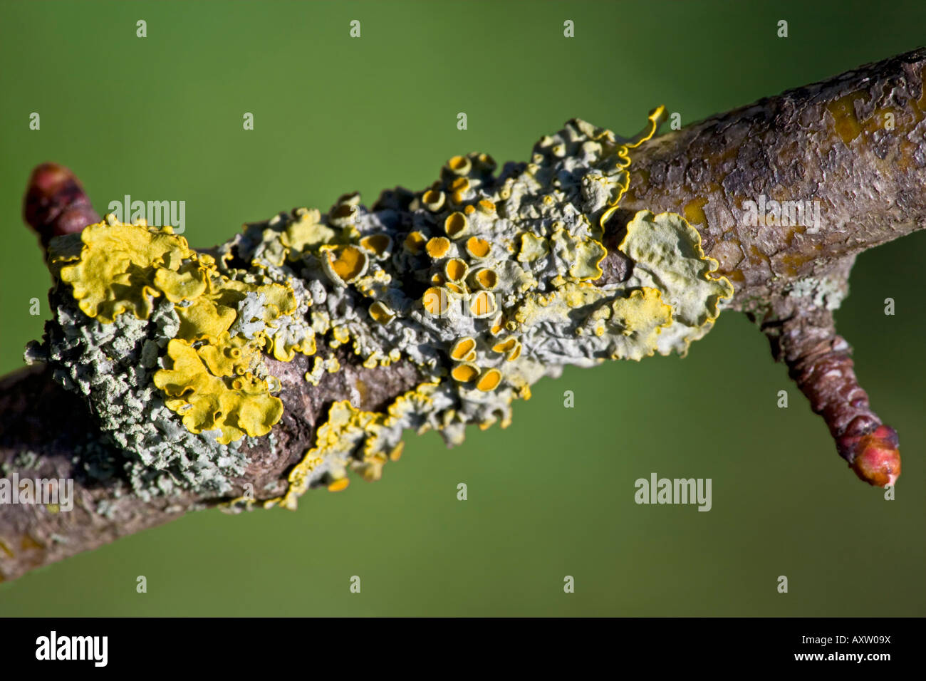 Xanthoria parietina comune lichene arancione su un albero di biancospino Foto Stock