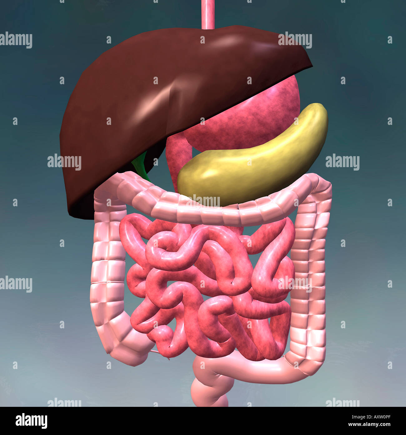 Sistema digestivo Foto Stock
