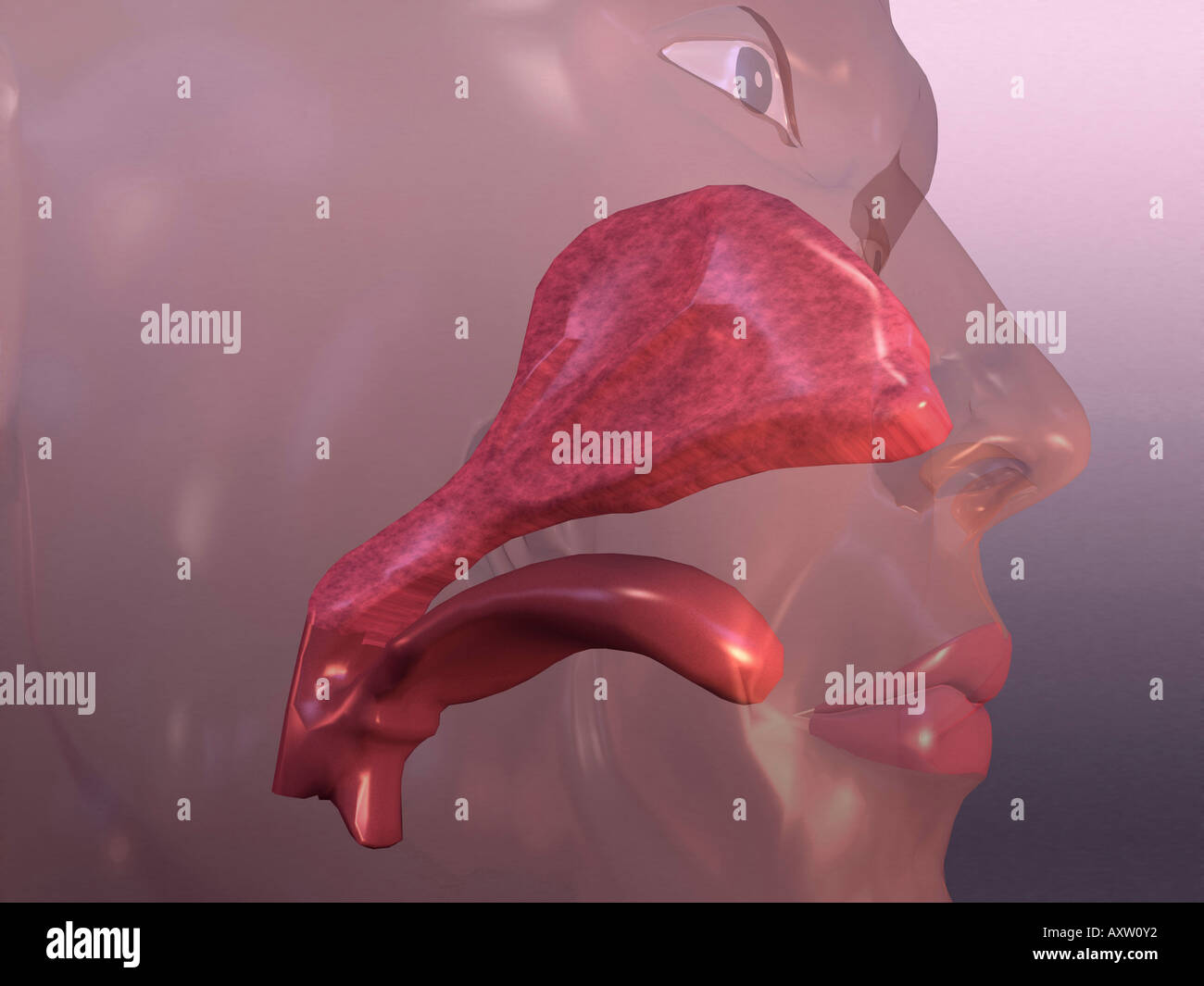 Umano Sistema respiratorio Foto Stock