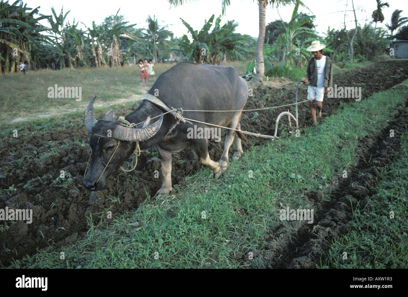 L'agricoltore filippino arare il terreno con un piccolo singolo tyne aratro dietro un bufalo indiano di acqua Foto Stock