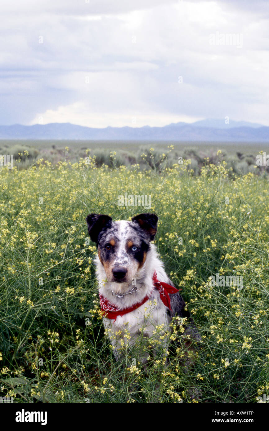 Foto di un pastore australiano Blue Heeler Mix cane seduto sul bordo di un campo Foto Stock