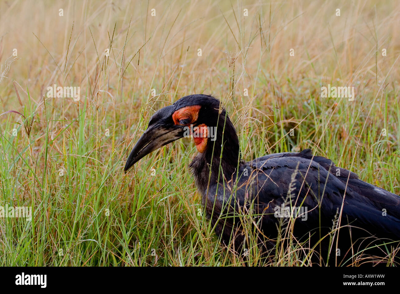 Massa HORNBILL BUCORVUS LEADBEATERI Foto Stock