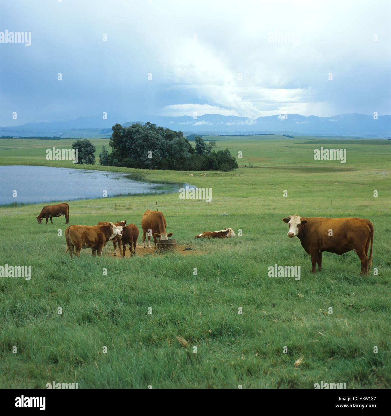 Bianco marrone bovini da un waterhole sulle pianure di Natal Sud Africa Foto Stock