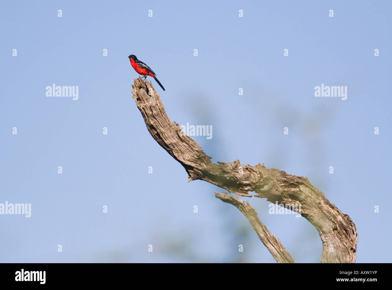 Crimson-breasted shrike Laniarius atrococcineus Foto Stock