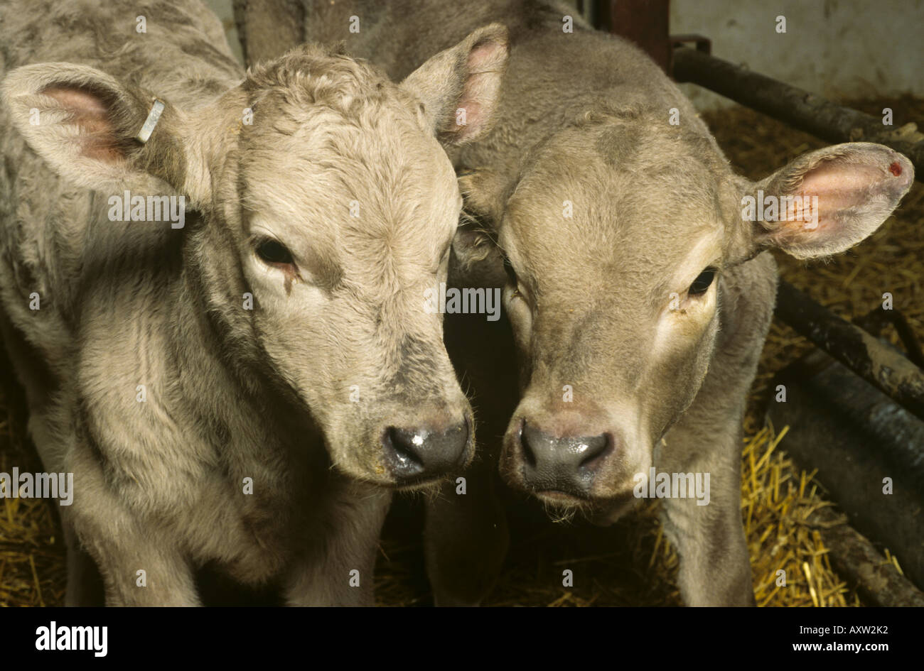 Croce Charolais vitelli in uno stallo Hampshire Foto Stock