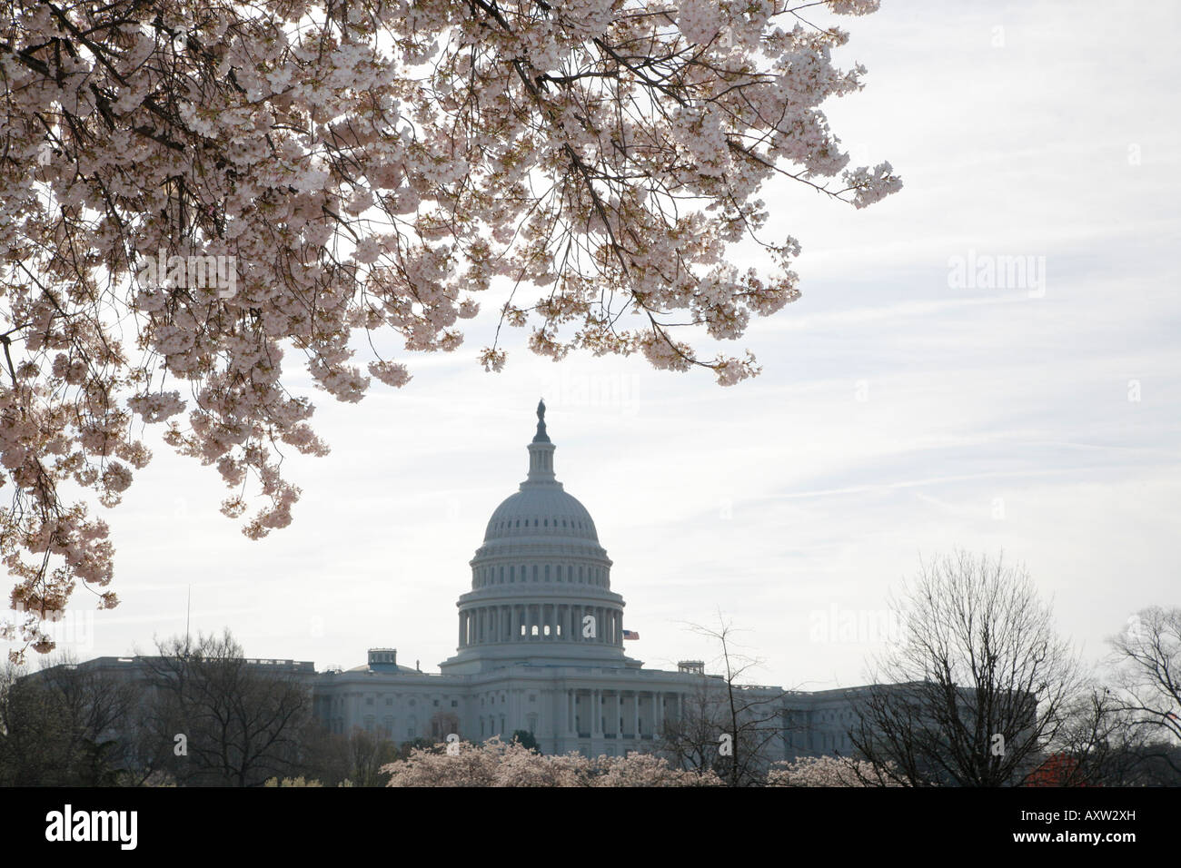 Capitol Building, fiori di ciliegio, Washington DC, Stati Uniti d'America Foto Stock