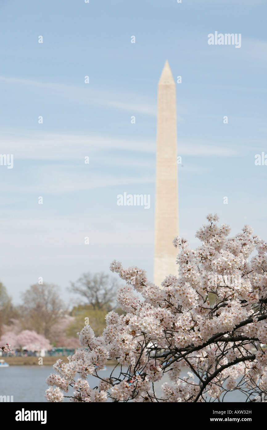 Tidal Basin, fiori di ciliegio, il Monumento a Washington, Washington DC, Stati Uniti d'America Foto Stock