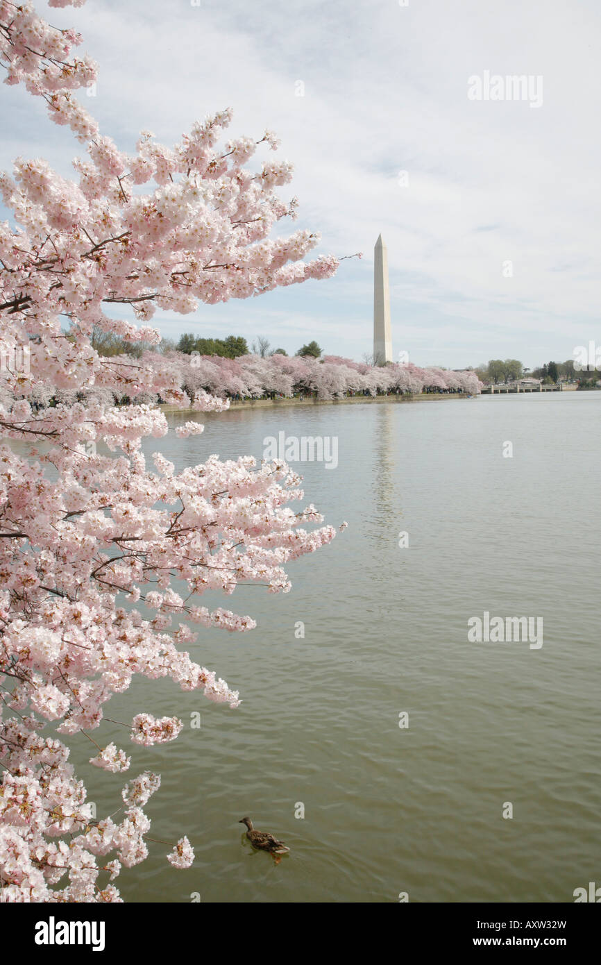 Tidal Basin, fiori di ciliegio, il Monumento a Washington, Washington DC, Stati Uniti d'America Foto Stock