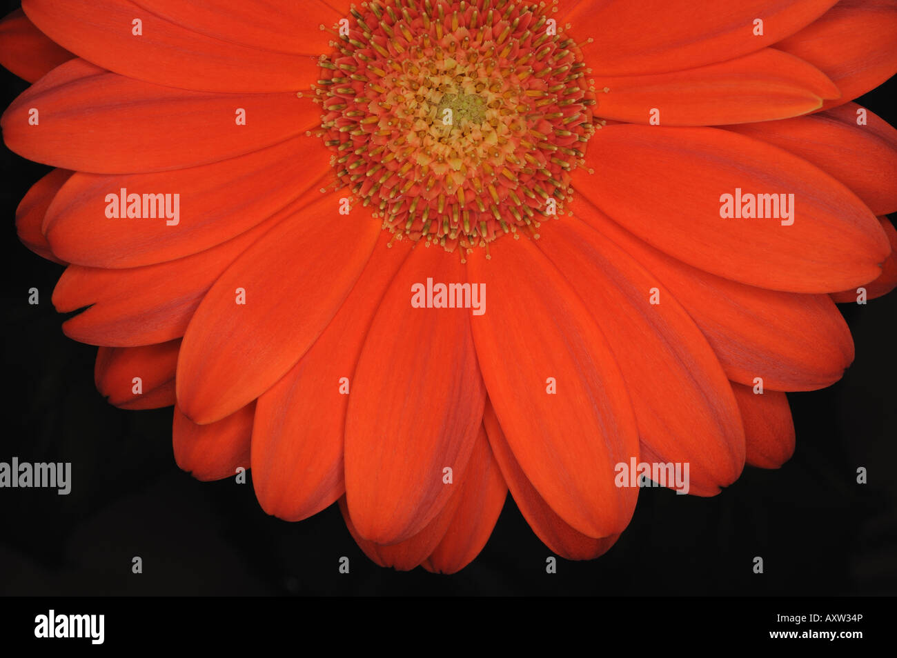 Orange Gerbera fiore Foto Stock