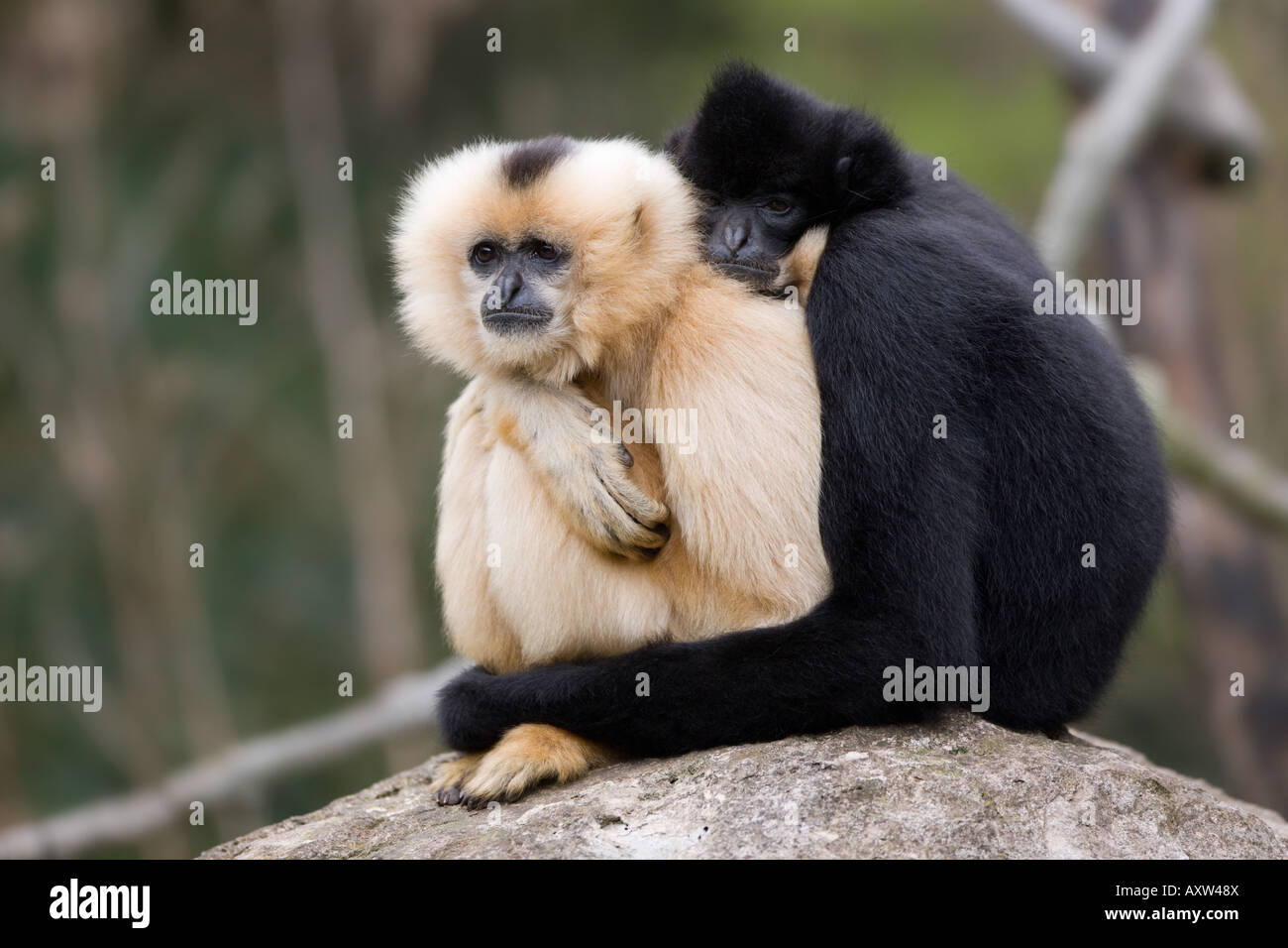 Maschio e femmina - gibbone Hylobates gabriellae Foto Stock