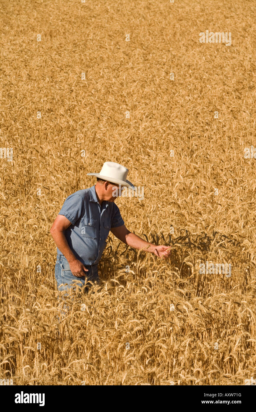 Agricoltore ispezione di coppia campo di grano. Foto Stock