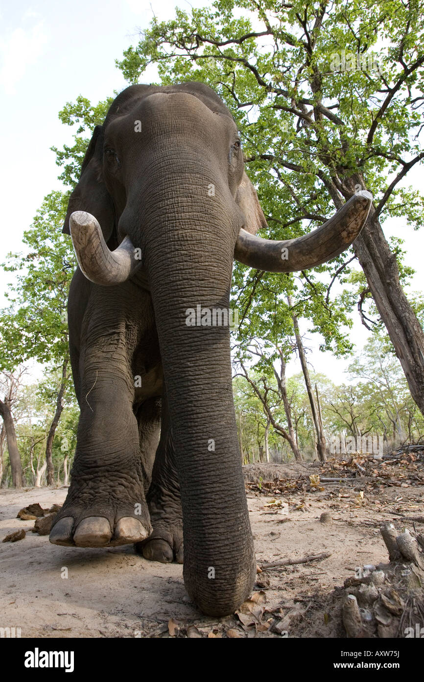 L'elefante indiano (Elephus maximus), Bandhavgarh National Park, Madhya Pradesh, India, Asia Foto Stock