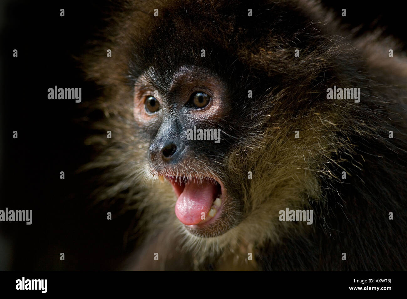 La scimmia ragno di Geoffroy Ateles geoffroyi ritratto Foto Stock