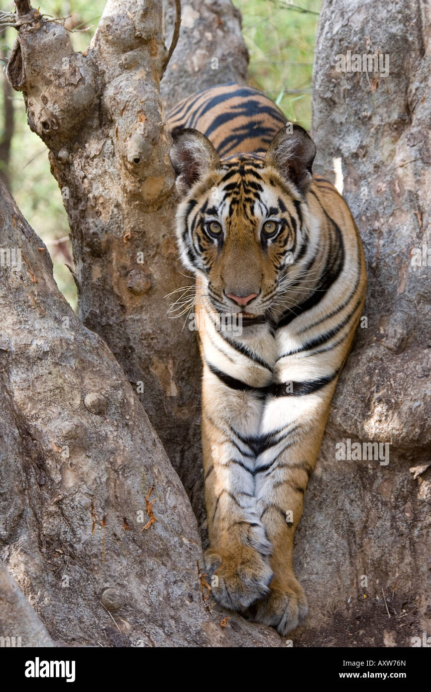 Indian Tiger (tigre del Bengala) (Panthera tigris tigris), Bandhavgarh National Park, Madhya Pradesh, India, Asia Foto Stock
