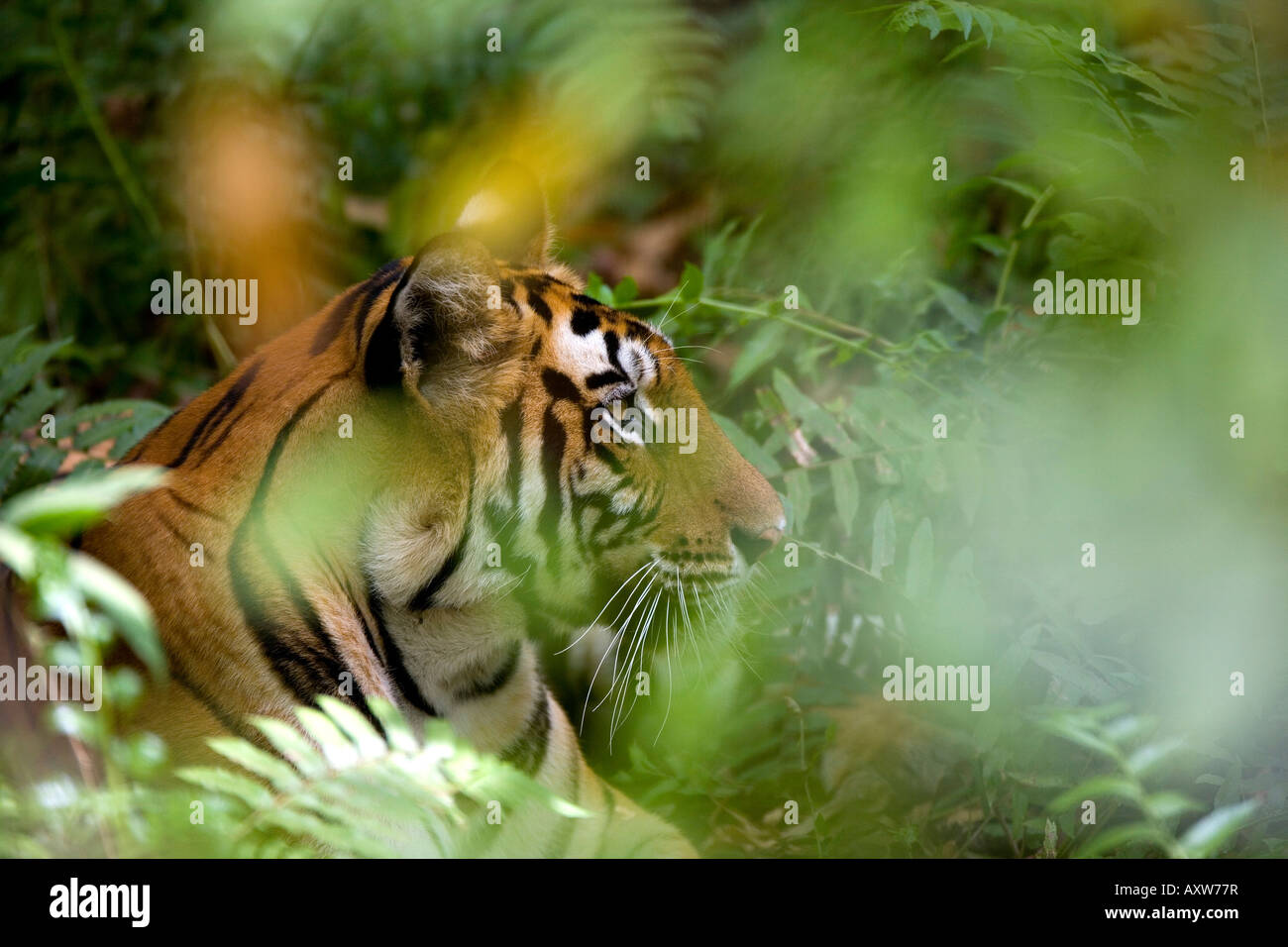 Femmina tigre indiana (tigre del Bengala) (Panthera tigris tigris), Bandhavgarh National Park, Madhya Pradesh, India, Asia Foto Stock