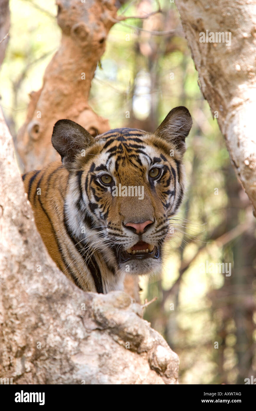 Indian Tiger (tigre del Bengala) (Panthera tigris tigris), Bandhavgarh National Park, Madhya Pradesh, India, Asia Foto Stock