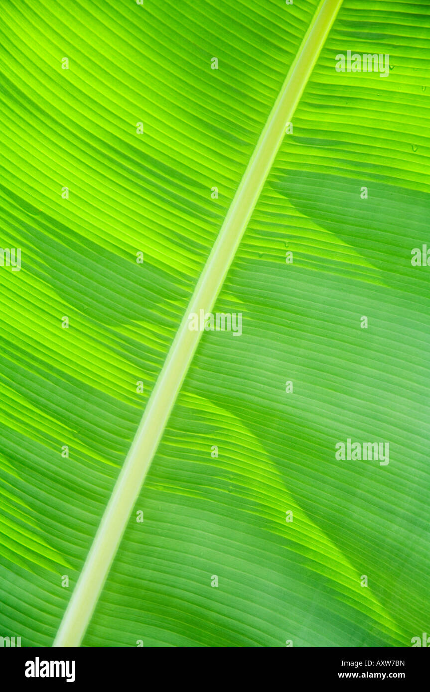 In foglia rainforset, Parco Nazionale di Tortuguero, Costa Rica Foto Stock