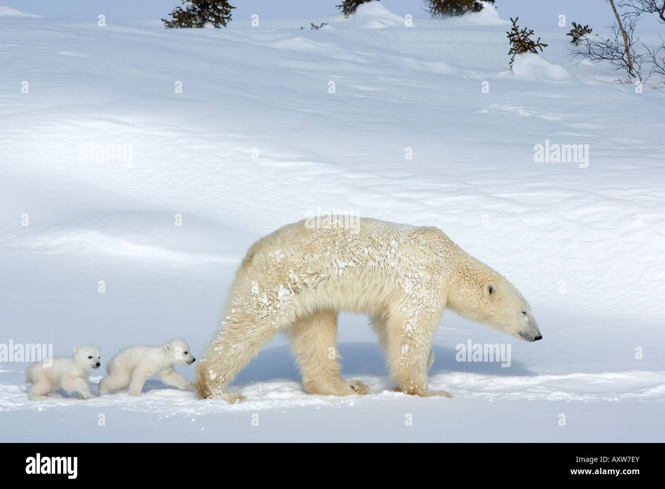 Orso polare (Ursus maritimus) madre con twin cubs, Wapusk National Park, Churchill, la Baia di Hudson, Manitoba, Canada, America del Nord Foto Stock