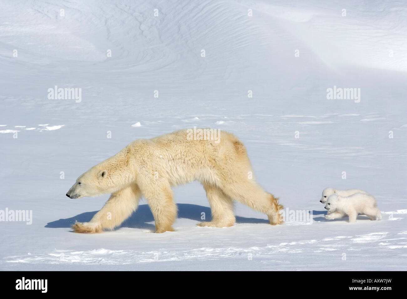 Orso polare (Ursus maritimus) madre con twin cubs, Wapusk National Park, Churchill, la Baia di Hudson, Manitoba, Canada, America del Nord Foto Stock