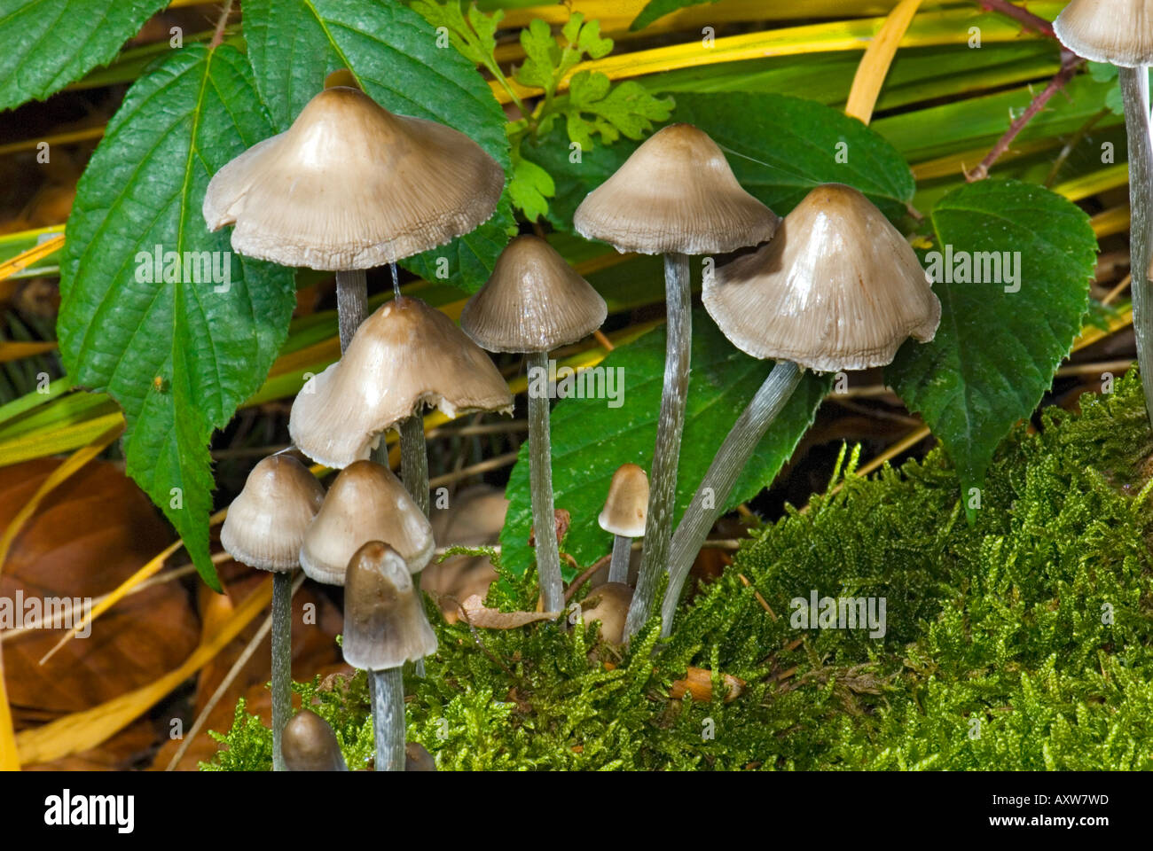 Il miele di funghi tree treemushroom Xylobiont vivono in legno morto Foto Stock