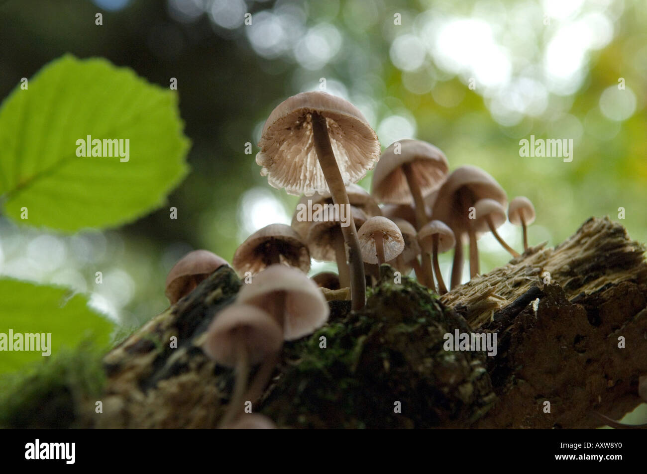 Funghi funghi che crescono su log in foresta, REGNO UNITO Foto Stock