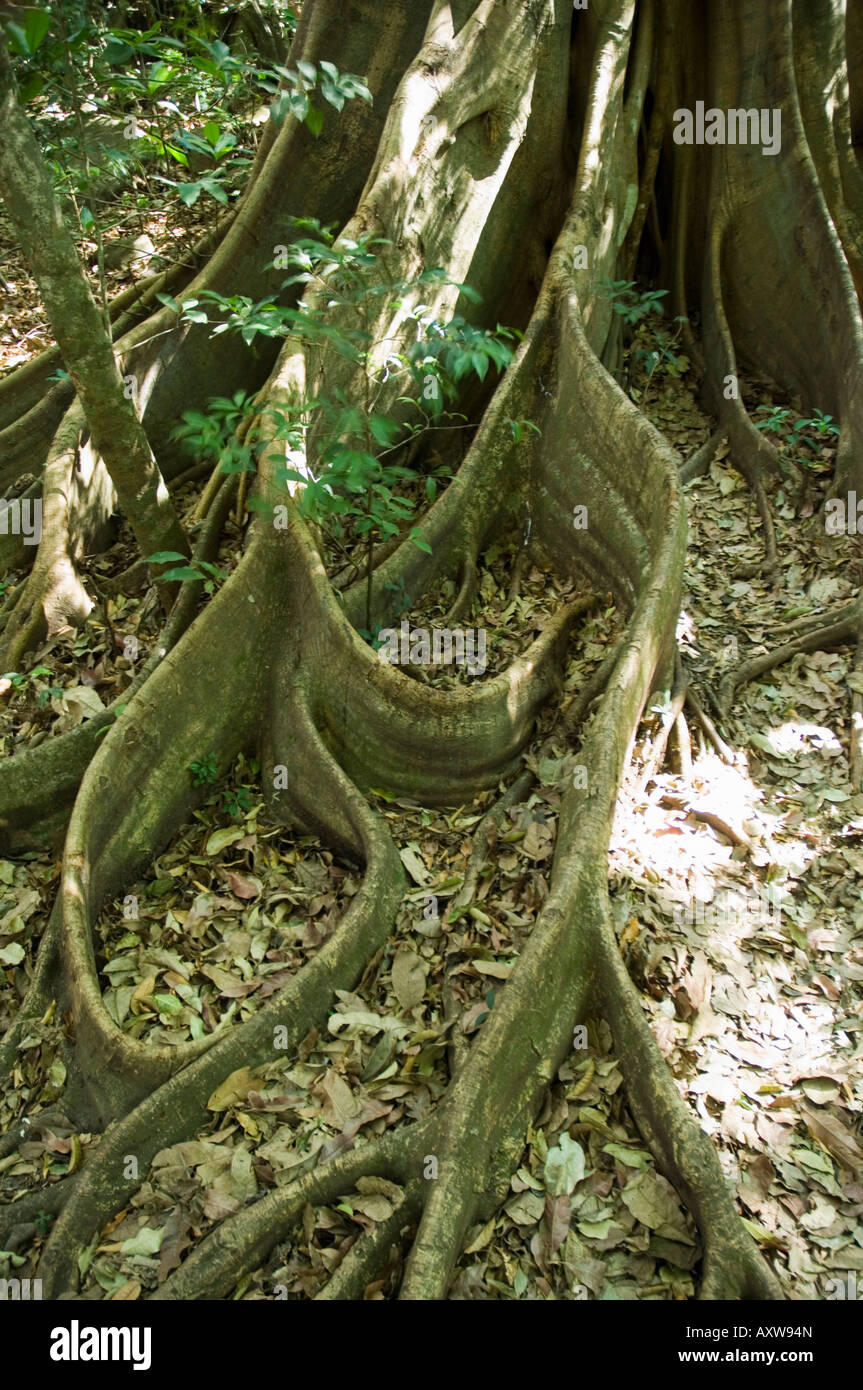 Rincon de la Vieja National Park a piedi del vulcano Rincon, Gaunacaste, Costa Rica Foto Stock