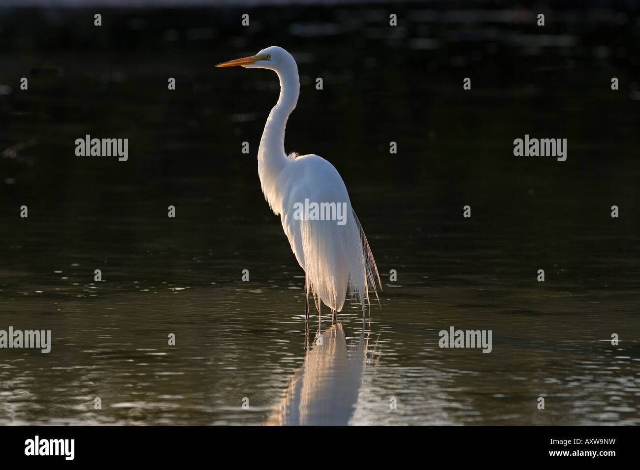 Airone bianco maggiore Casmerodius alba in laguna costiera Fort Myers Beach Florida USA Foto Stock